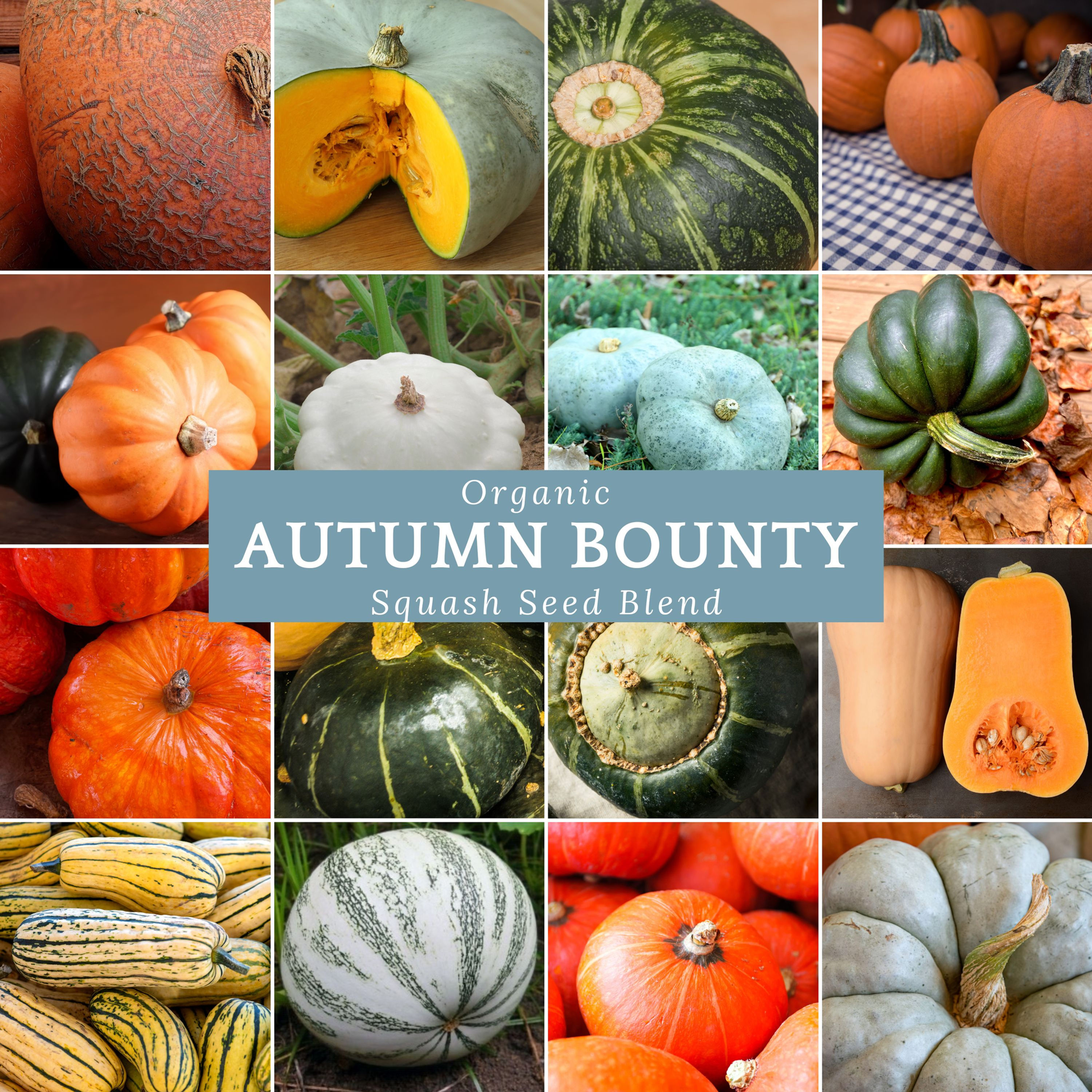 Autumn Bounty Heirloom Winter Squash seed mix