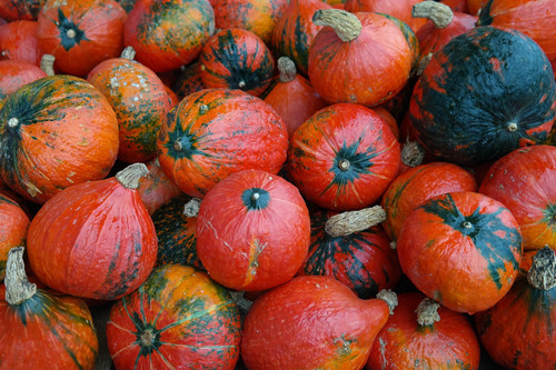 Vegetables - Japanese kuri squash - 10 seeds was sold for 9.90 on 29 Vegetables - Japanese kuri squash - 10 seeds was sold for 9.90 on 29