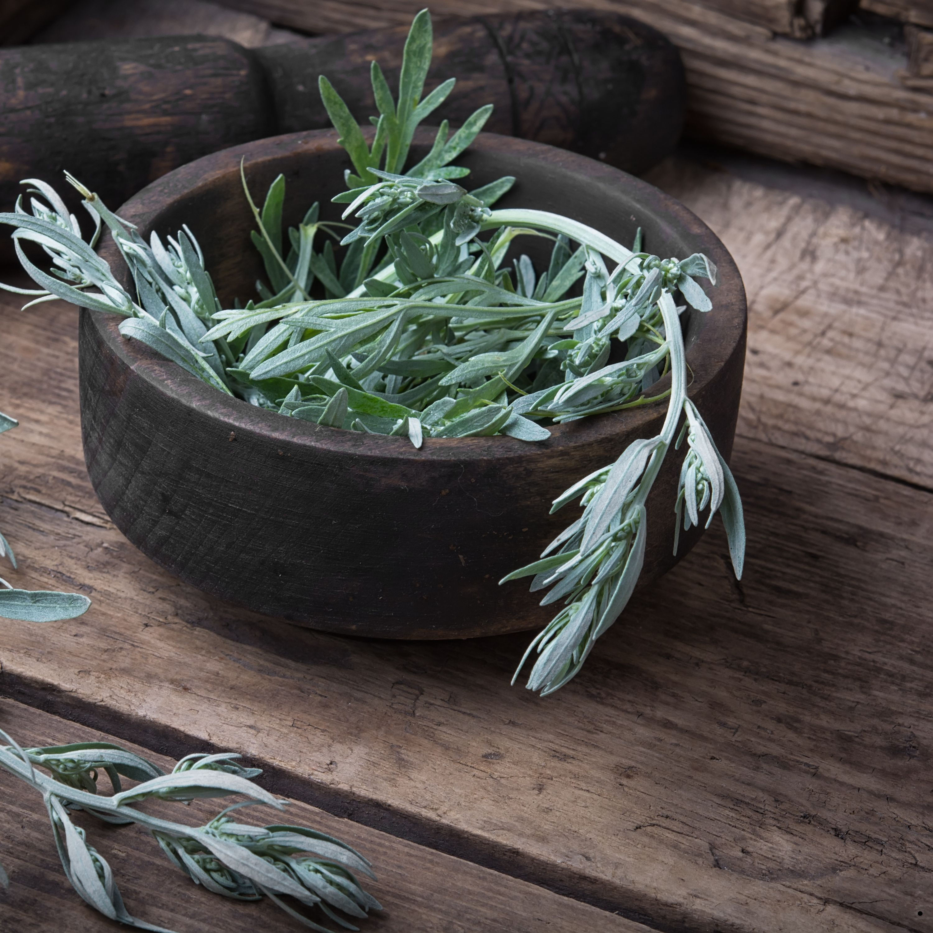 cA wooden bowl with a sprig of common wormwood.