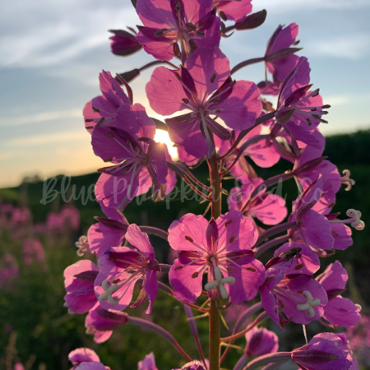 Miniatura: A sunset shines through a crown of Fire weed flowers.