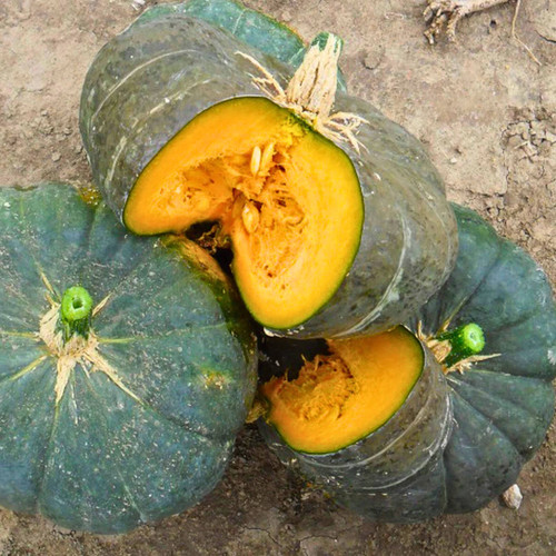 Sake F1 Kabocha seeds | Blue Pumpkin Seed Co