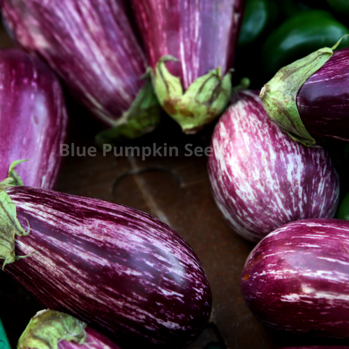 Galaxy of Stars Eggplant seeds | Blue Pumpkin Seed Co