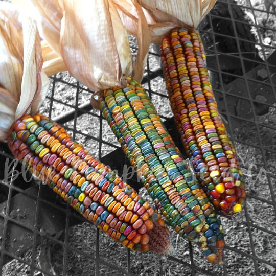 Miniatura: Several ears of Earth Tones Dent corn on a metal grate.