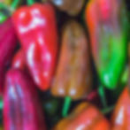 Several Corno Di Toro Rosso sweet peppers in varying stages of maturity.