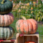 Thumbnail: Colorful Salmon, pink, and sea foam green Green Eggs And Ham pumpkins.