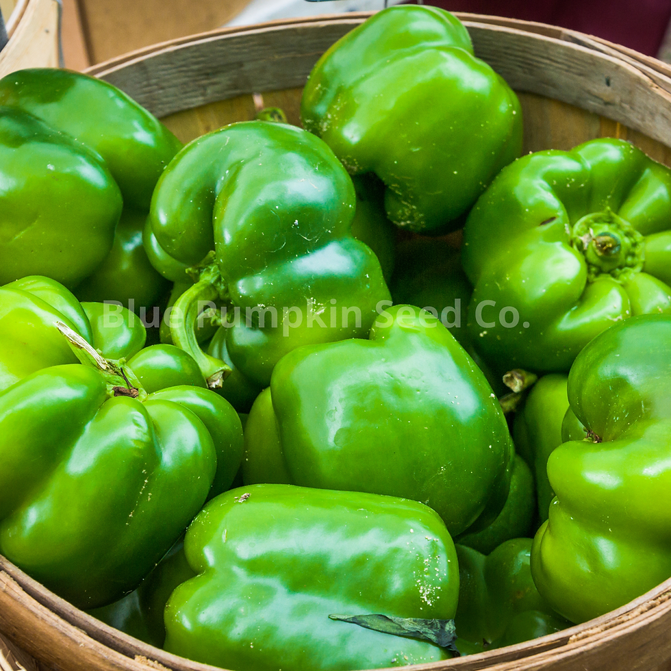 Miniatura: Green bell peppers in a basket.