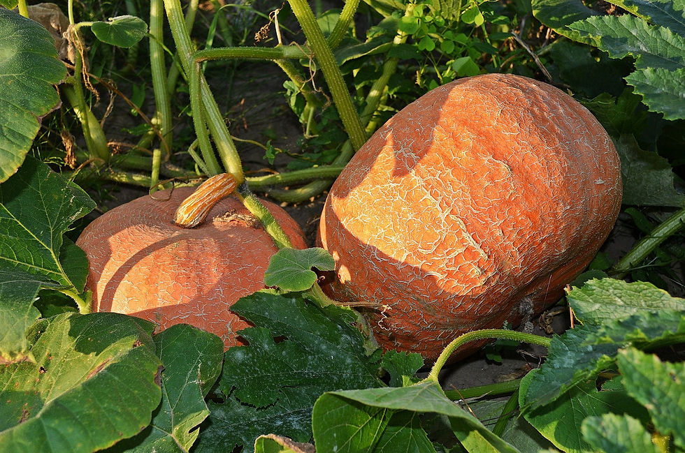 Miniatura: Two large Yellow of Paris pumpkins.