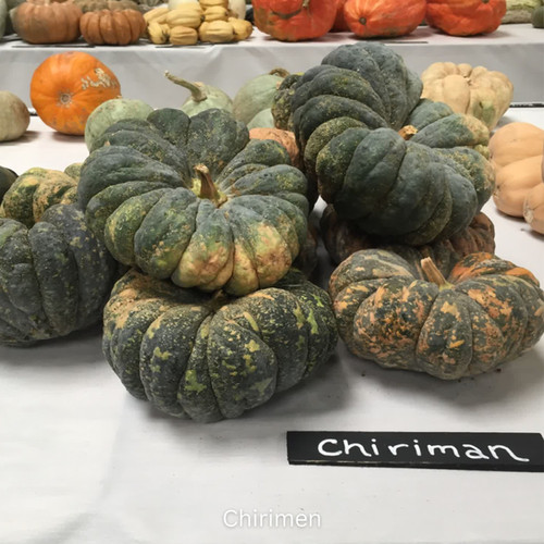 Tokyo Garden Japanese Pumpkin Seed Mix | Blue Pumpkin Seed Co