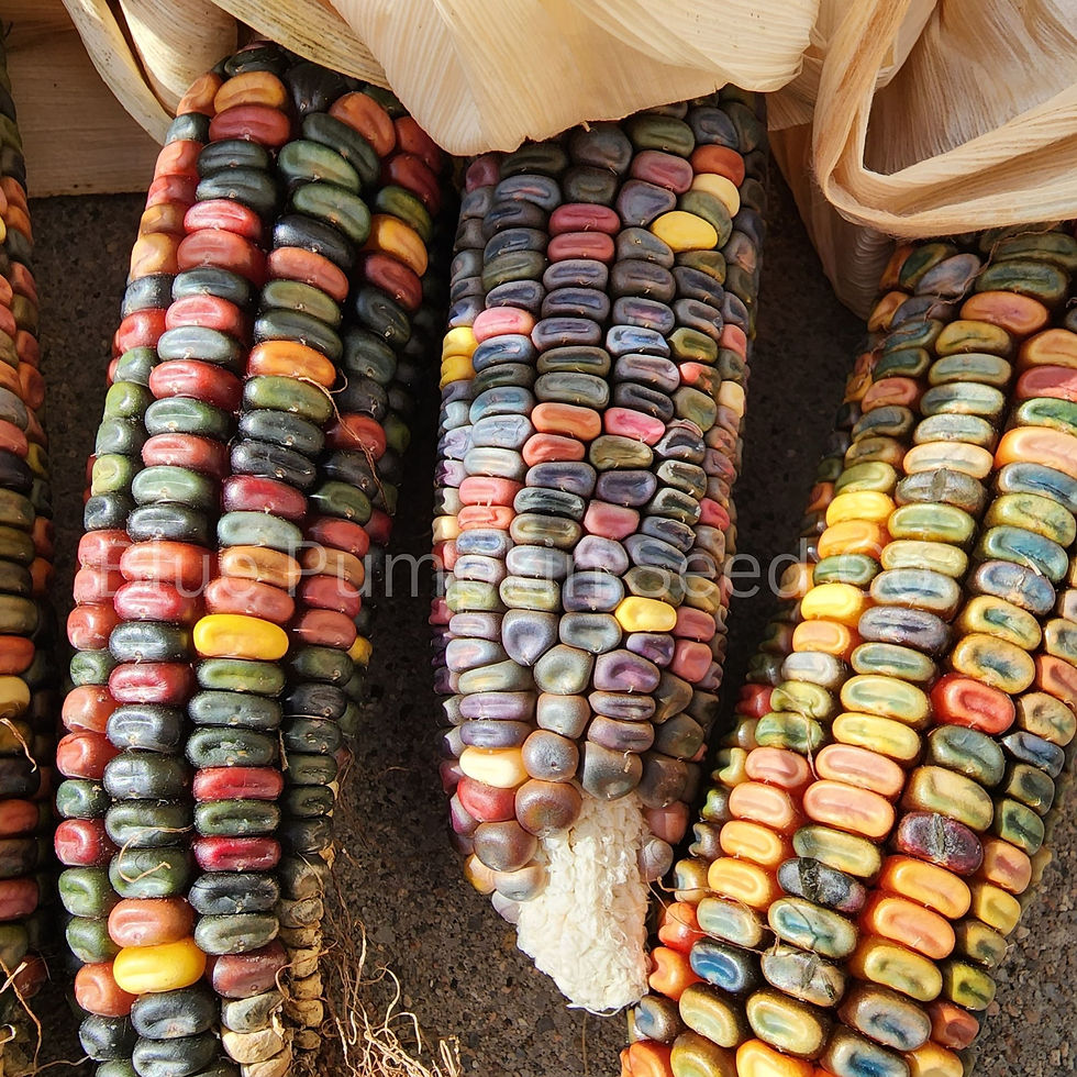 Miniatura: A few ears of Earth Tones dent corn we grew.
