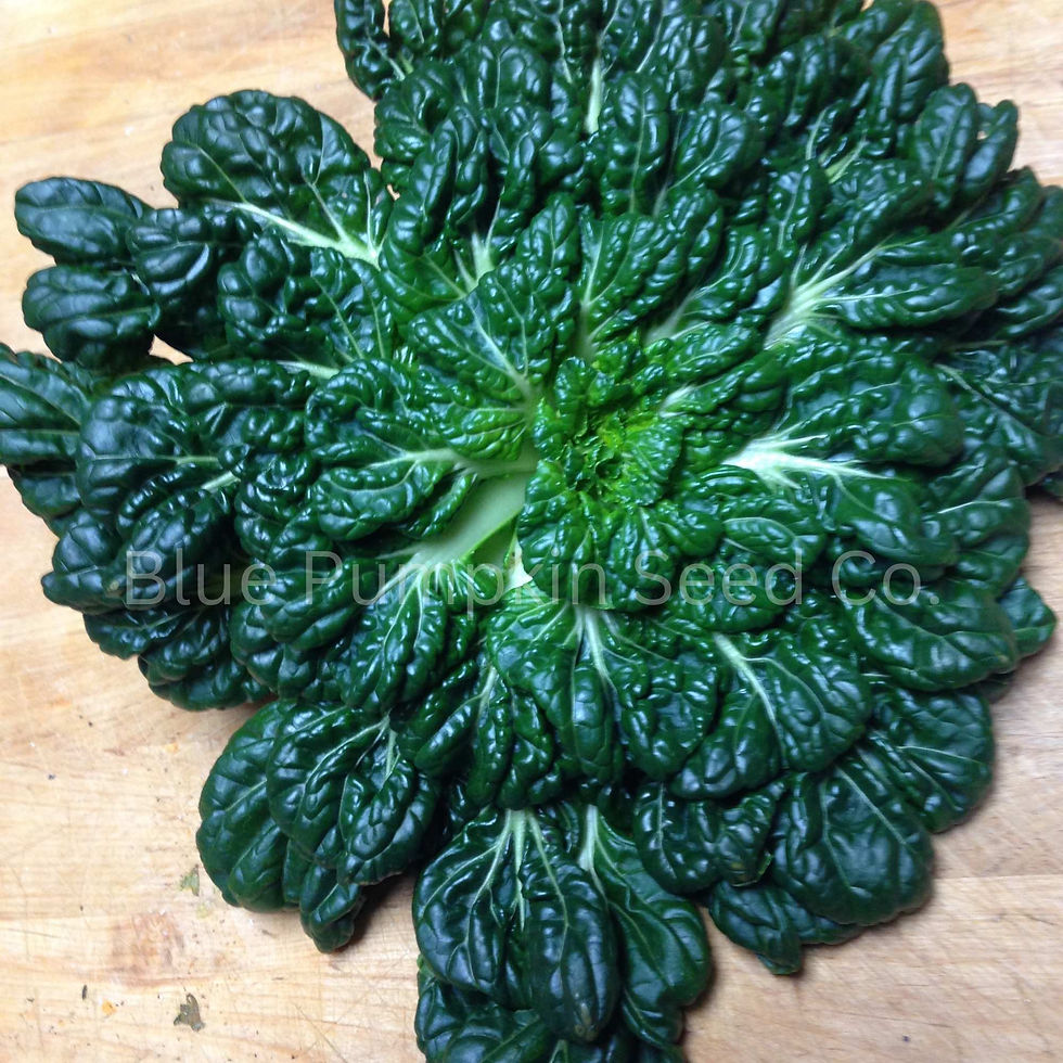 Thumbnail: A full head of Tatsoi mustard.