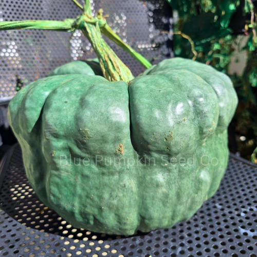 Queensland Blue Pumpkin seeds | Blue Pumpkin Seed Co