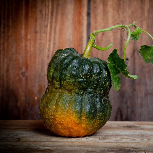 Shishigatani pumpkin (Toonas Makino) | Blue Pumpkin Seed Co