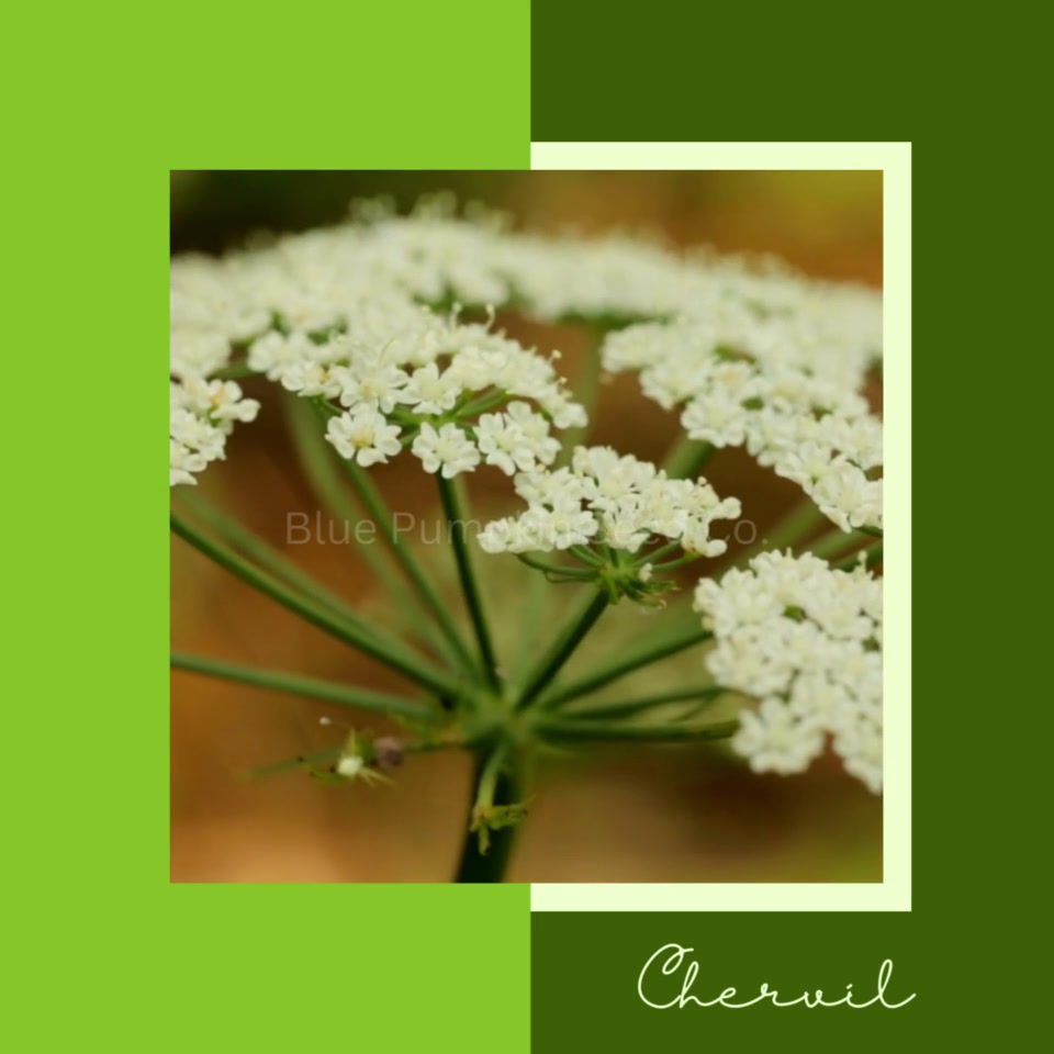 Miniatura: Chervil seeds video.