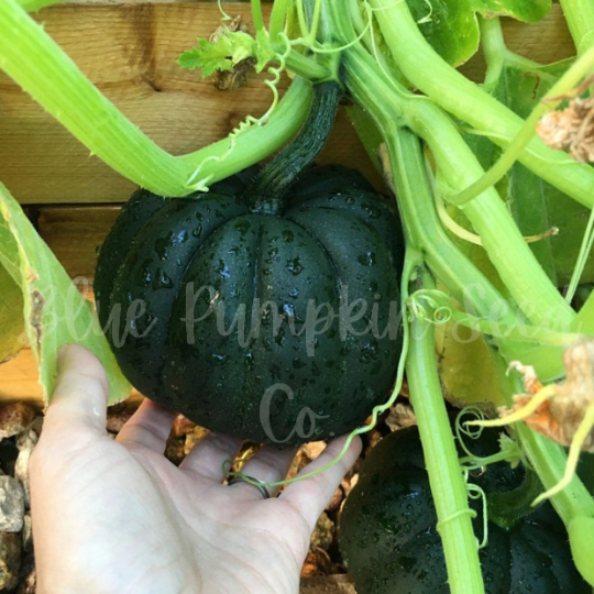 Miniatura: A hand holding a midnight pumpkin.