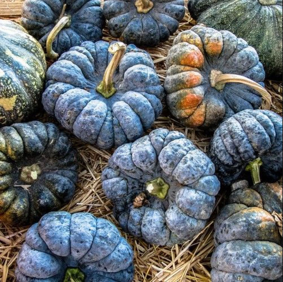 Thumbnail: Several Yokohama pumpkins are lying in the hay.
