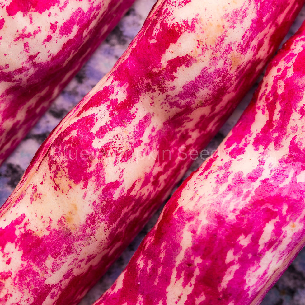 Thumbnail: A close look at the vibrant colors of the pinto bean pod.