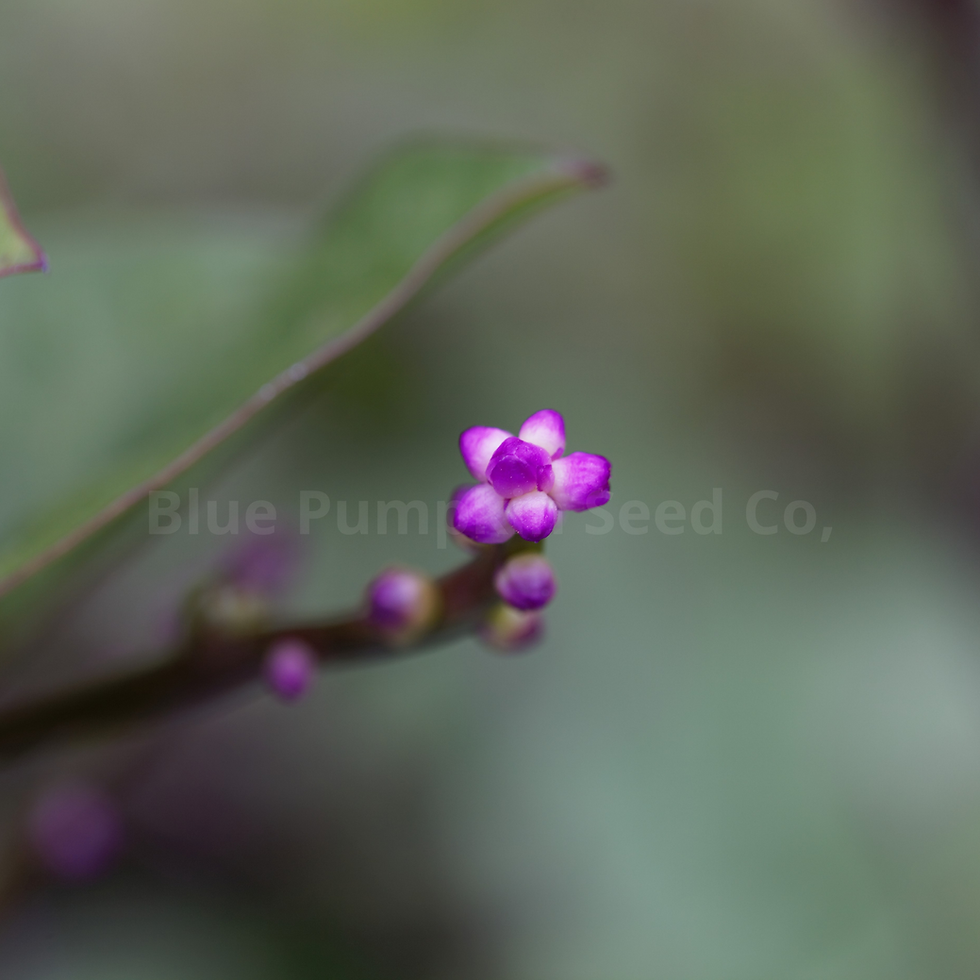 Miniatura: Malabar spinach flower