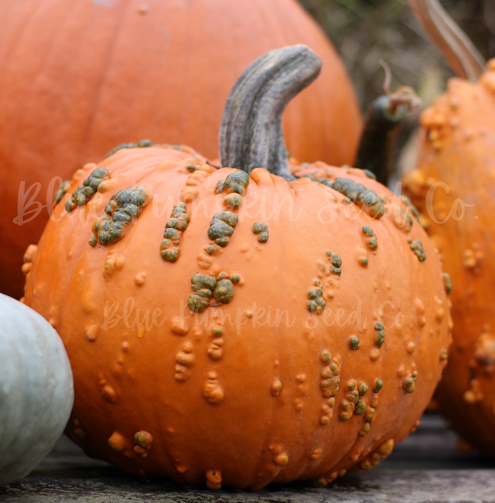 A single Baby Bumps pumpkin.