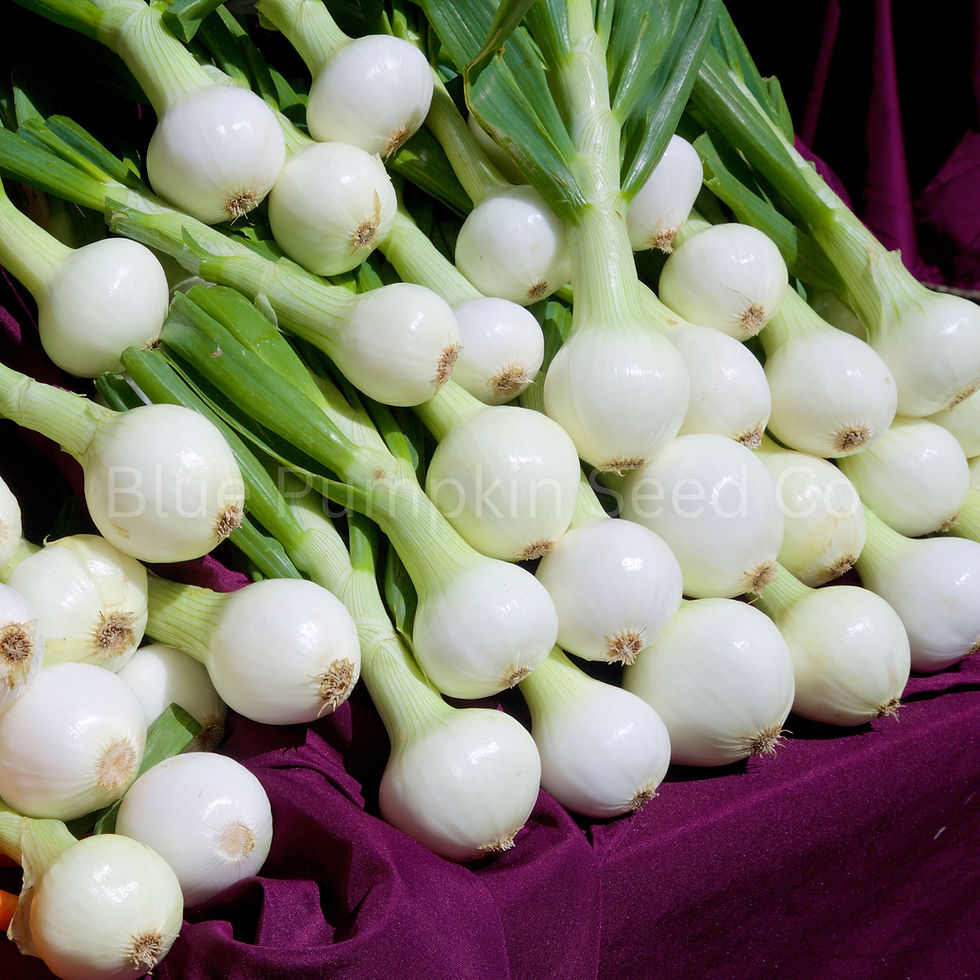 Thumbnail: Walla Walla onions organized neatly in a pile.