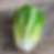Dwarf romaine lettuce head