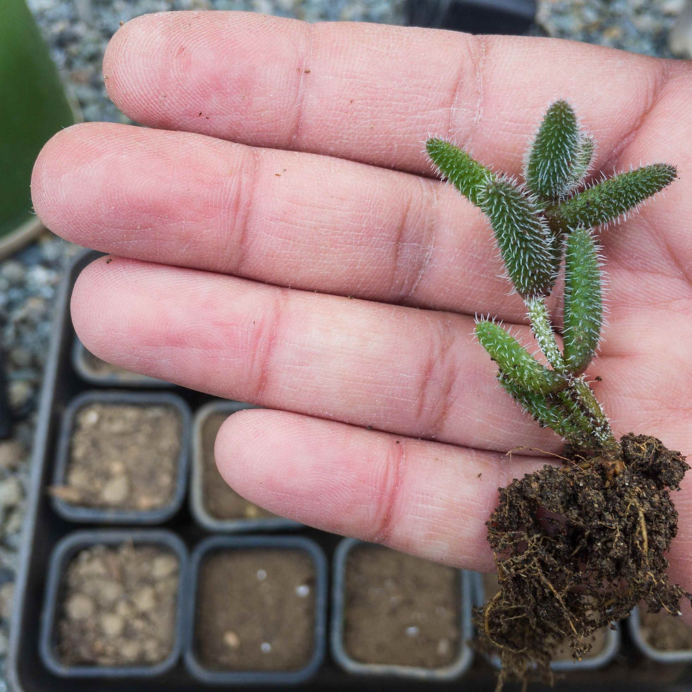 Thumbnail: A young ice plant sprout.
