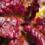 Thumbnail: Merlot Lettuce