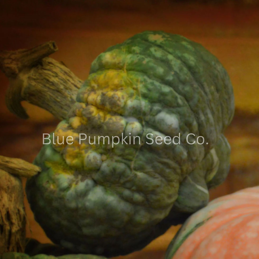 Miniatura: A small Marina Di Chioggia pumpkin as part of a fall display.