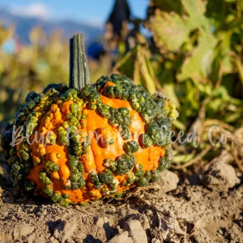 Mini Warts Pumpkin seeds (treated) | Blue Pumpkin Seed Co