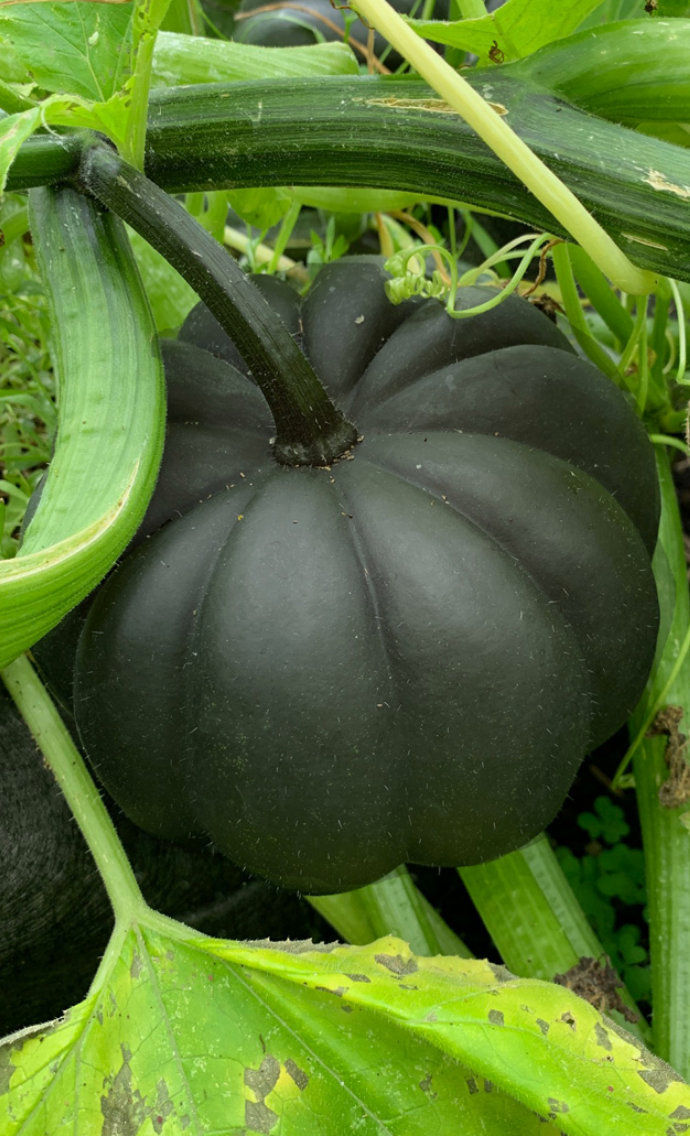 Thumbnail: A Black Kat pumpkin.