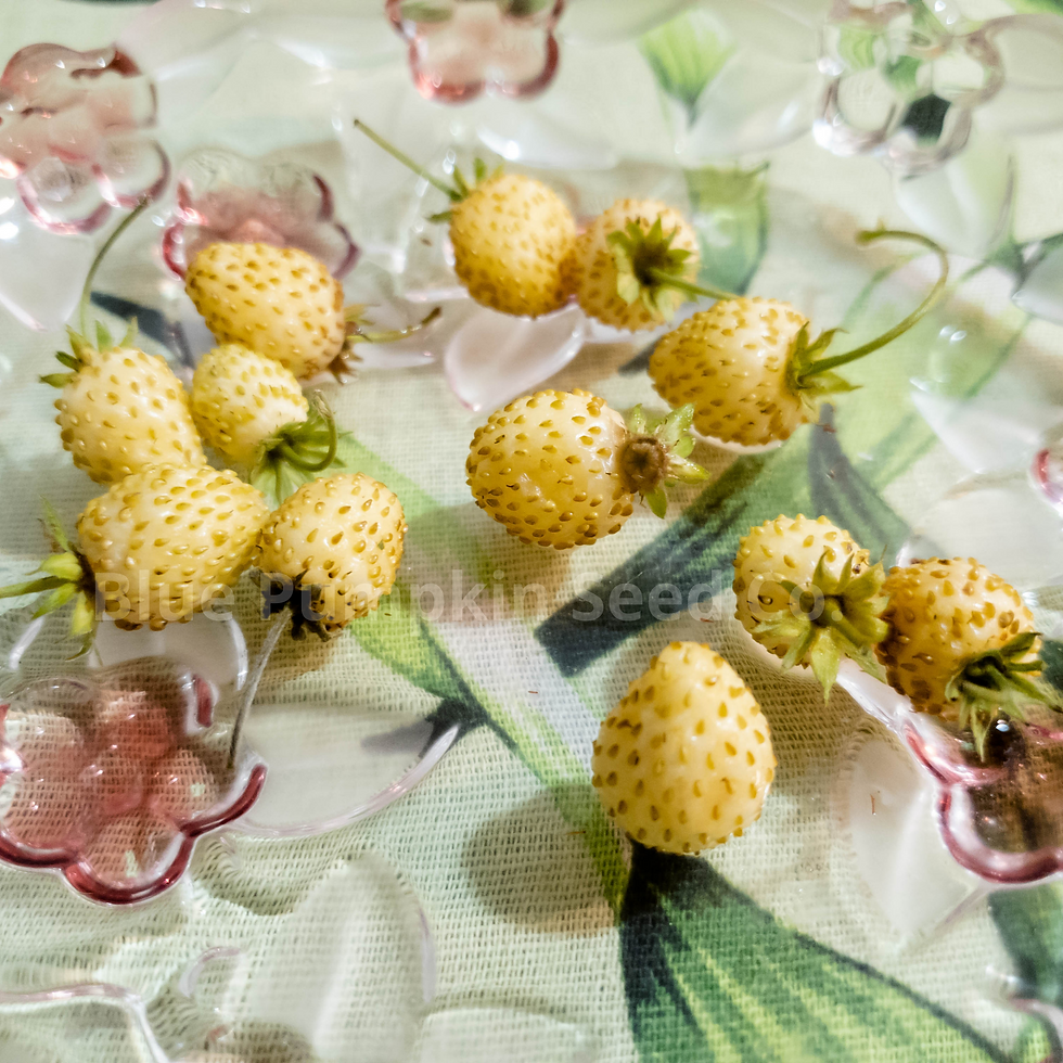 Thumbnail: White Soul strawberries displayed on glassware.