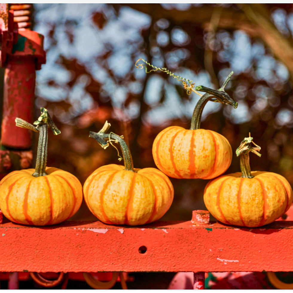 Miniatura: Four Orange Peel F1 pumpkins on a red fence.