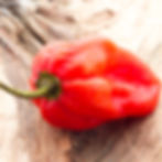 Thumbnail: A single Red Hot Habanero chili on a marble counter.