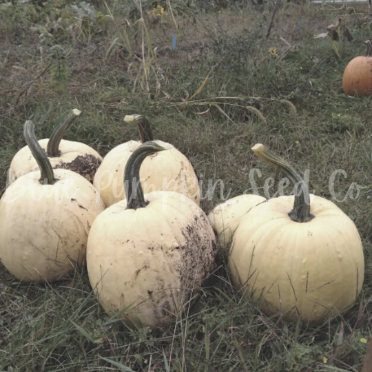 Miniatura: A small pile of Specter pumpkins on the ground.