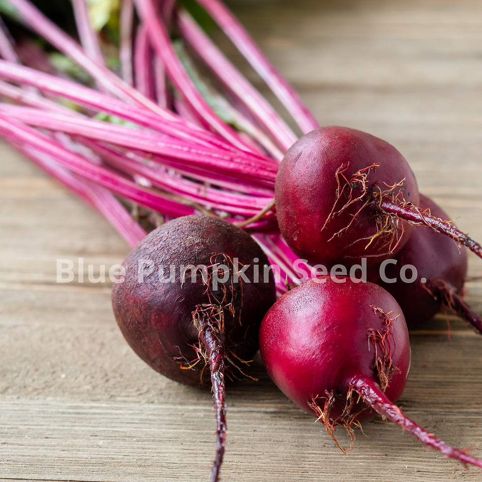 Thumbnail: Baby beet seeds