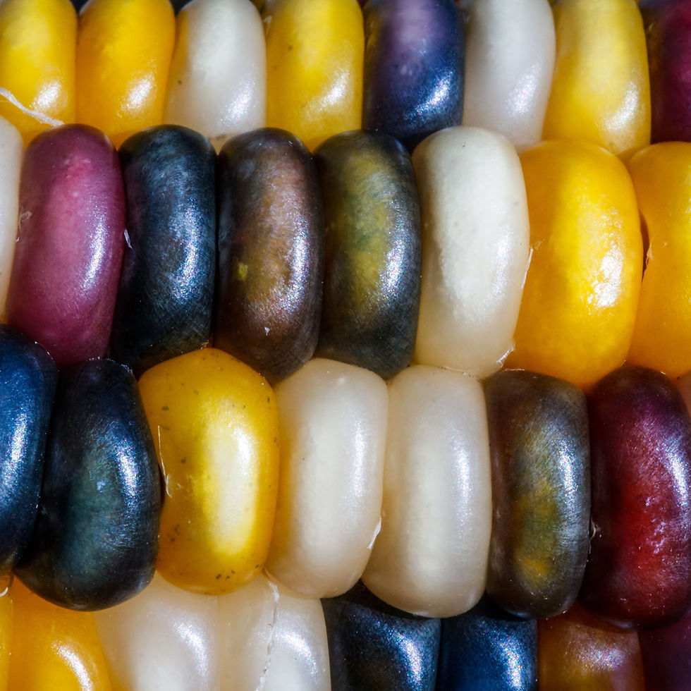 Miniatura: Fiesta Corn cob.