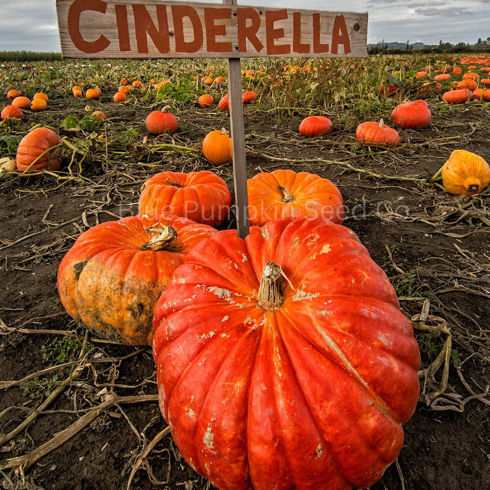 Miniatura: A pumpkin patch with a sign advertising Cinderella pumpkins.