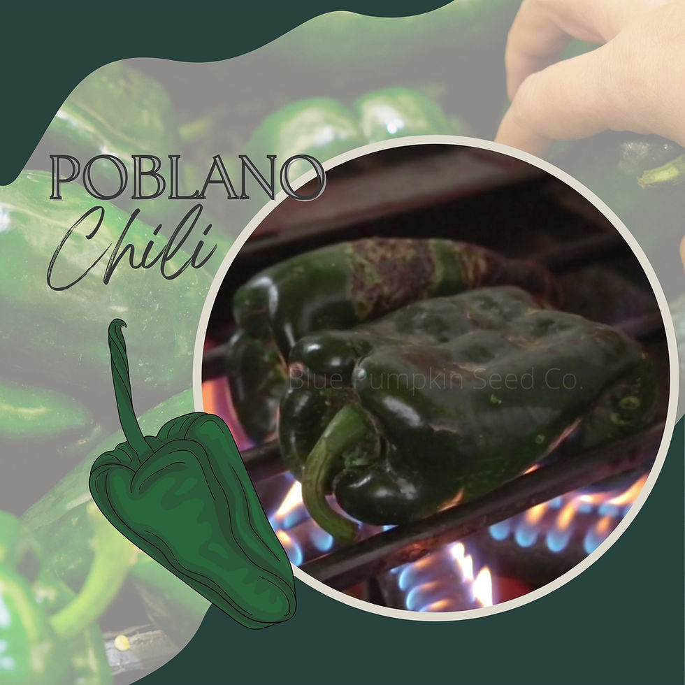 Miniatura: Poblano chili seeds video.