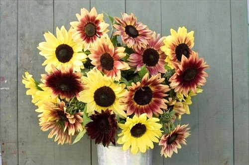 Strawberry Lemonade Sunflower seed mix | Blue Pumpkin Seed Co