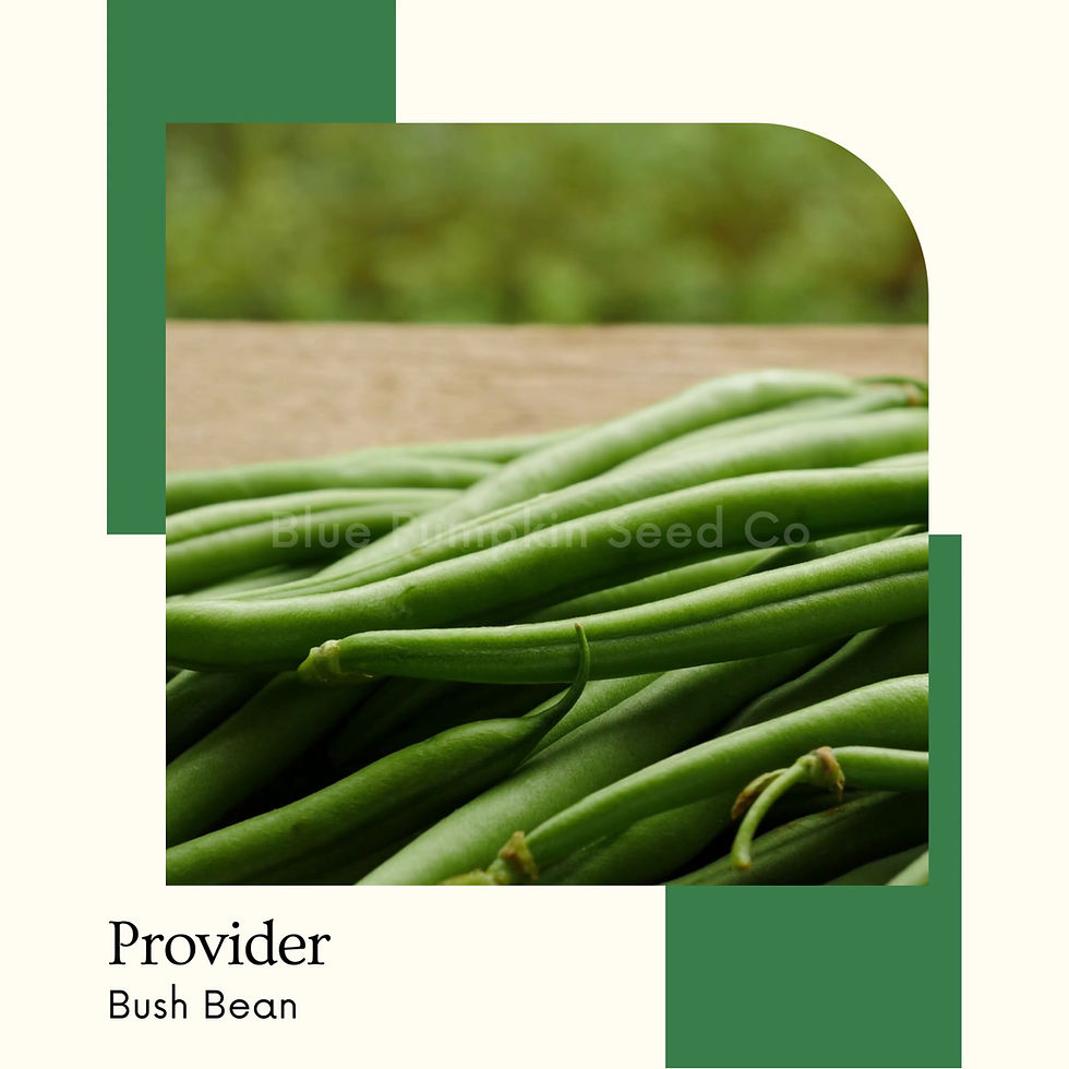 Miniatura: Provider Bush beans seeds video.