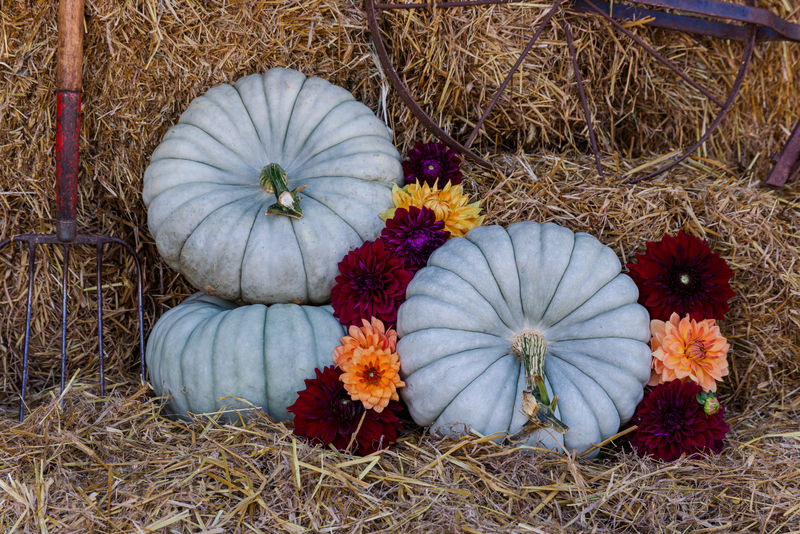 A few Blue Eyes F1 pumpkins stacked neatly.