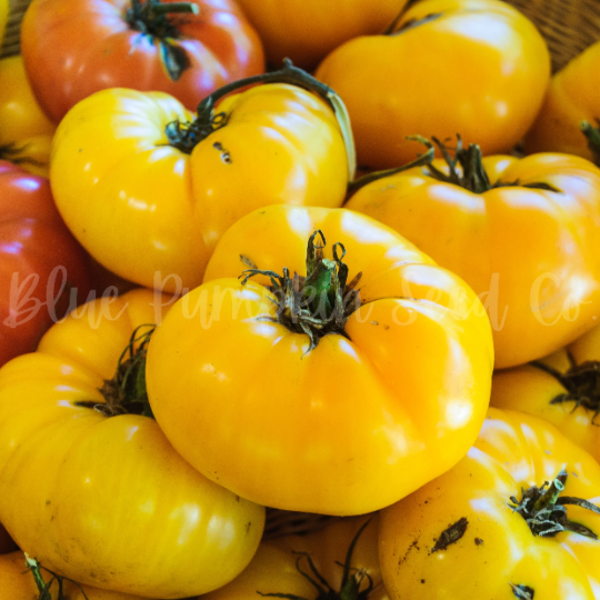 Miniatura: A small pile of Yellow Brandywine tomatoes.