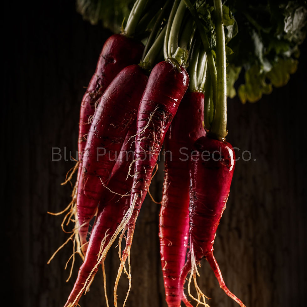 Miniatura: A bunch of freshly washed Fire Candle radishes.