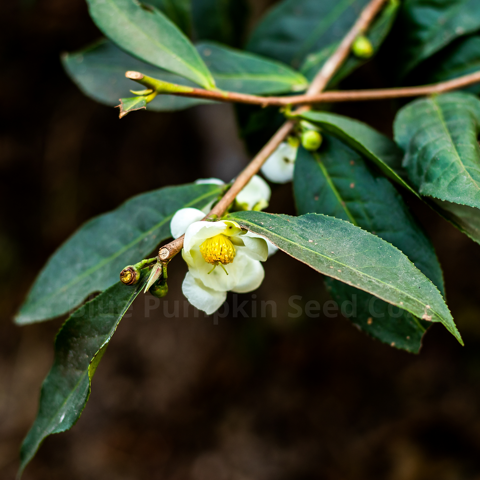 Miniatura: A single tea tree flower.