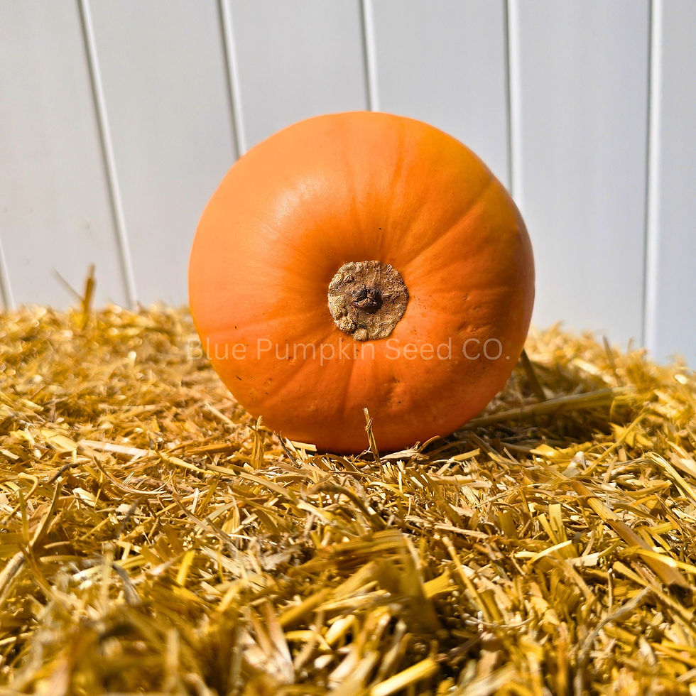 Thumbnail: An Orange Smoothie F1 pumpkin on a wooden porch.