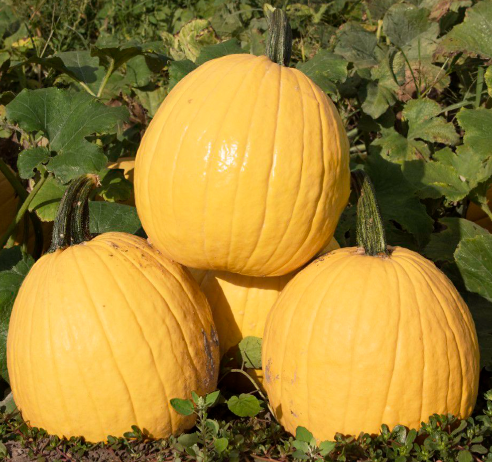pumpkin★ Lemonade F1 Pumpkin seeds | Blue Pumpkin Seed Co