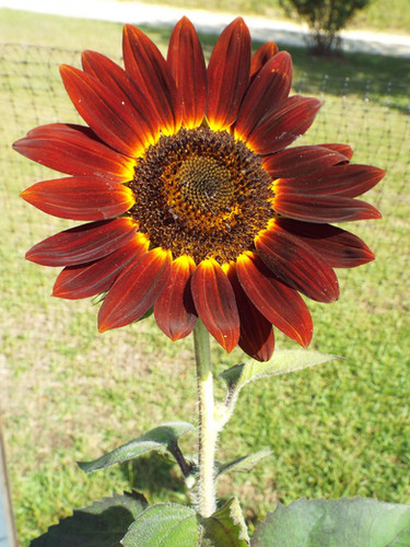 ProCut Red F1 Sunflower seeds | Blue Pumpkin Seed Co