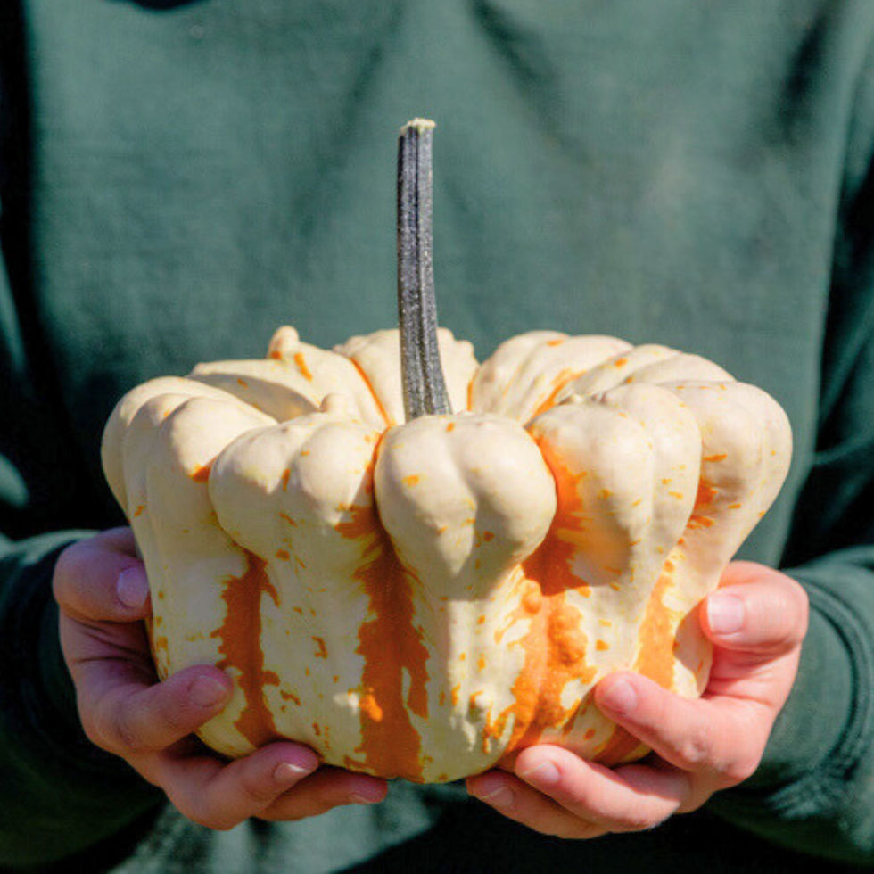 Miniatura: A woman holding a Mac and Cheese pumpkin.