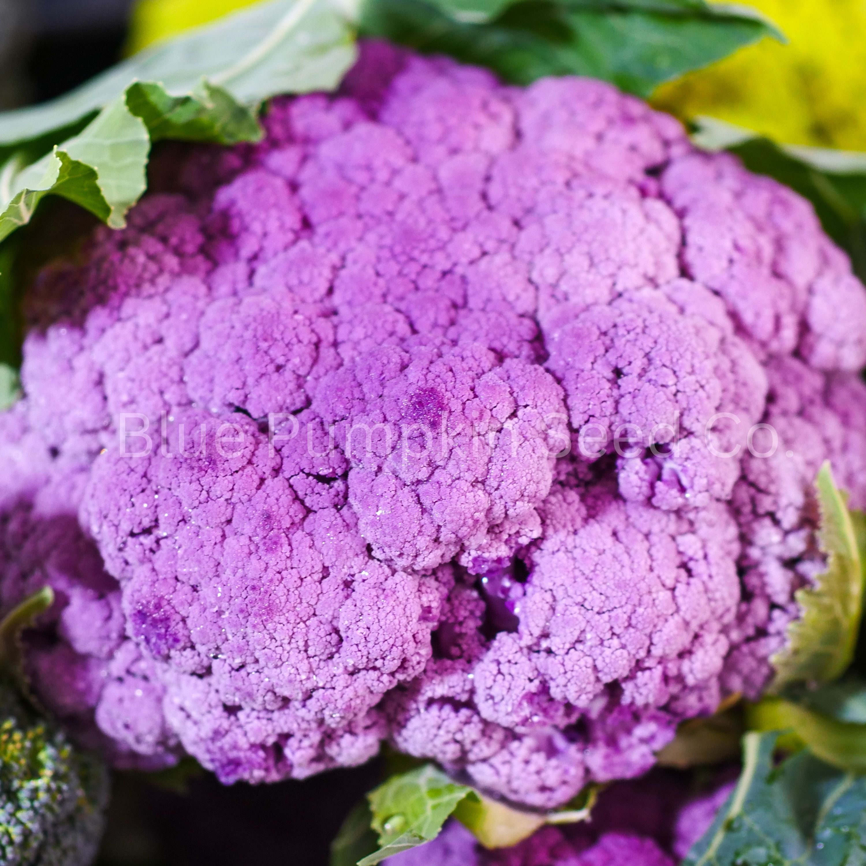 A head of Violetta Italia Cauliflower growing in a garden.