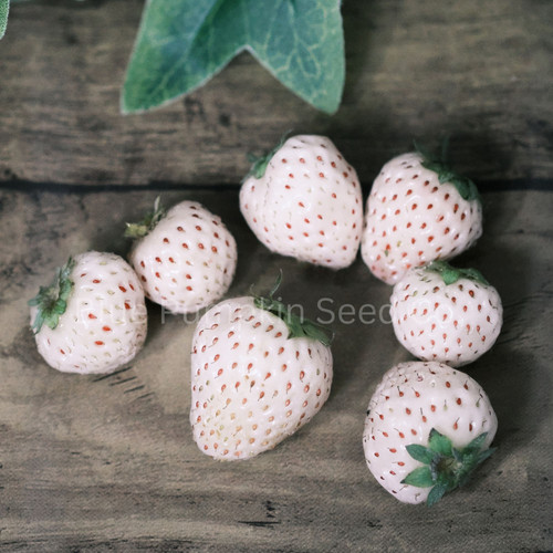 White Alpine Strawberry / Pineberry seeds Blue Pumpkin Seed Co