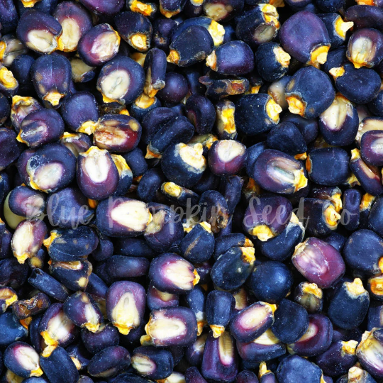 Thumbnail: A close up of dried Hopi Indian corn.